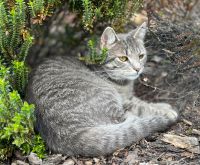 Vermisste Katze Sachsen - Bernsdorf Vorschau