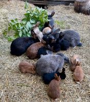 Hasen deutsche Riesen Kaninchen Brandenburg - Potsdam Vorschau