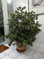 Geldbaum, Pfennigbaum, Crassula ovata, 136cm Hamburg-Nord - Hamburg Fuhlsbüttel Vorschau