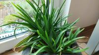 Echte Aloe vera Barbadensis Miller - aus Gran canaria Heilpflanze Sachsen-Anhalt - Magdeburg Vorschau