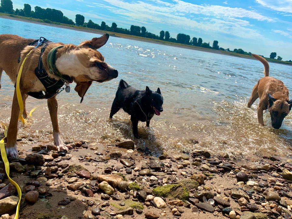 HuTa Hundetagesstätte Hundetraining Hundebetreuung  DogWalker in Krefeld