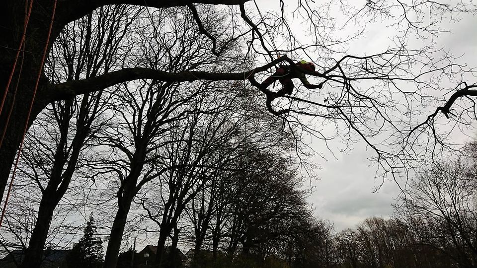 Baumpflege - Baumfällung - Baufeld Beräumung - Stubben fräsen in Rostock