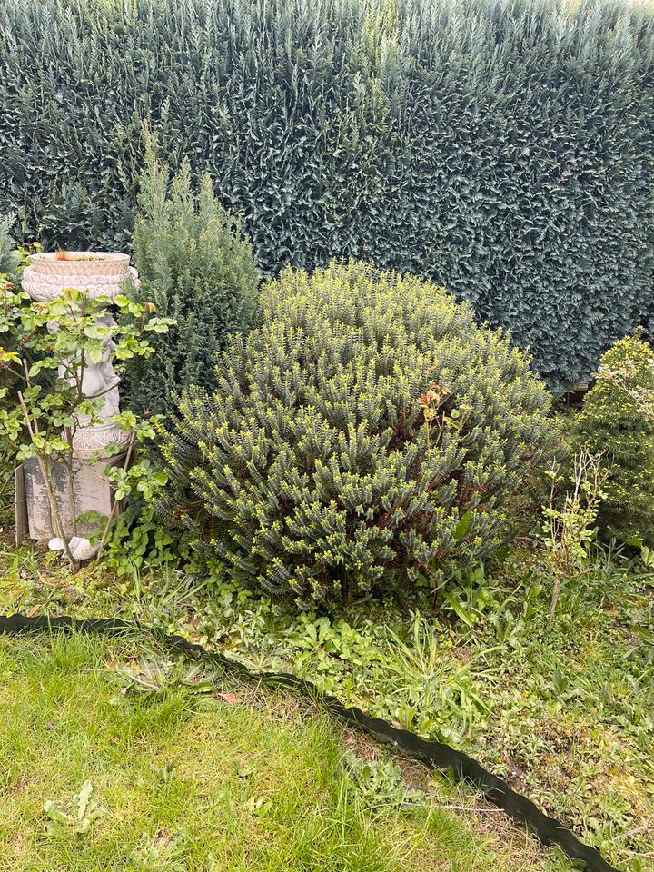 Diverse Pflanzen für den Garten,  Thuja, Scheinzypresse… in Bedburg