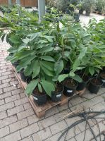 Indianerbanane Asimina triloba Prima 50-80cm Nordrhein-Westfalen - Nordkirchen Vorschau