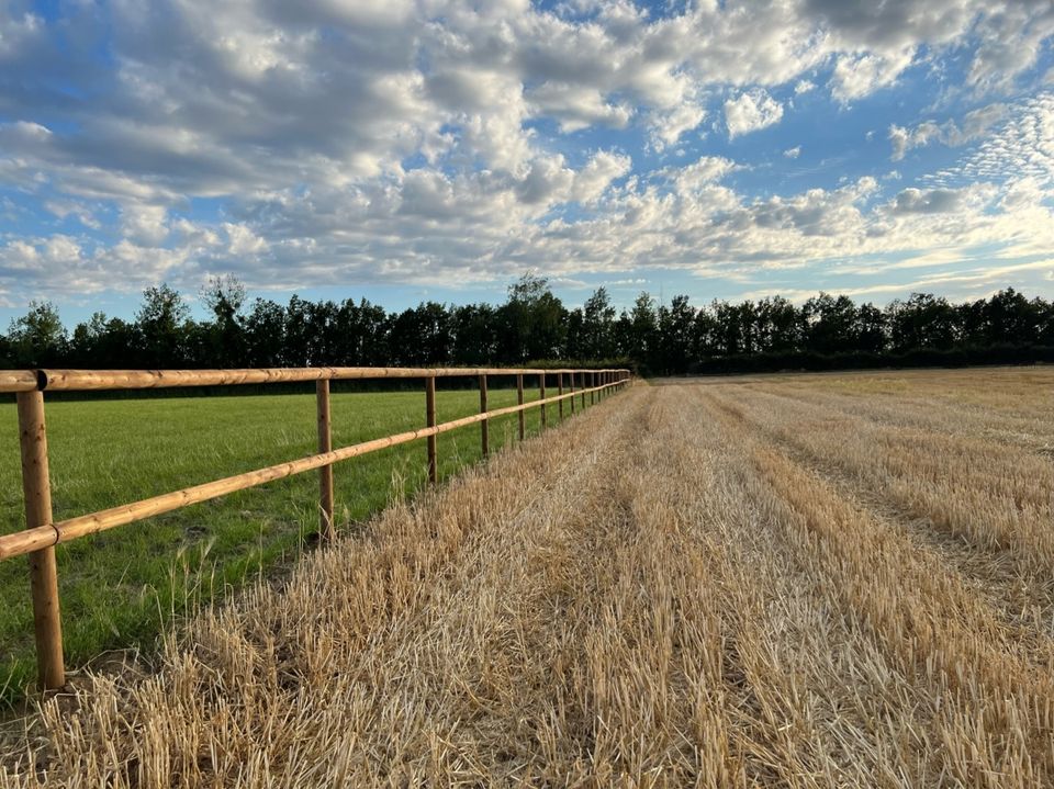 Pferdezaun Weidezaun Koppelzaun Reitplatz Pfähle Holz - 1000m SET in Olsberg