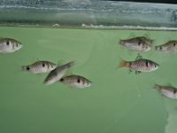 Barbus sp. Odessa, Odessabarbe Bayern - Rügland Vorschau