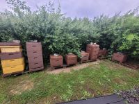 Bienen Ableger DNM 1 Zarge Rheinland-Pfalz - Roth an der Our Vorschau