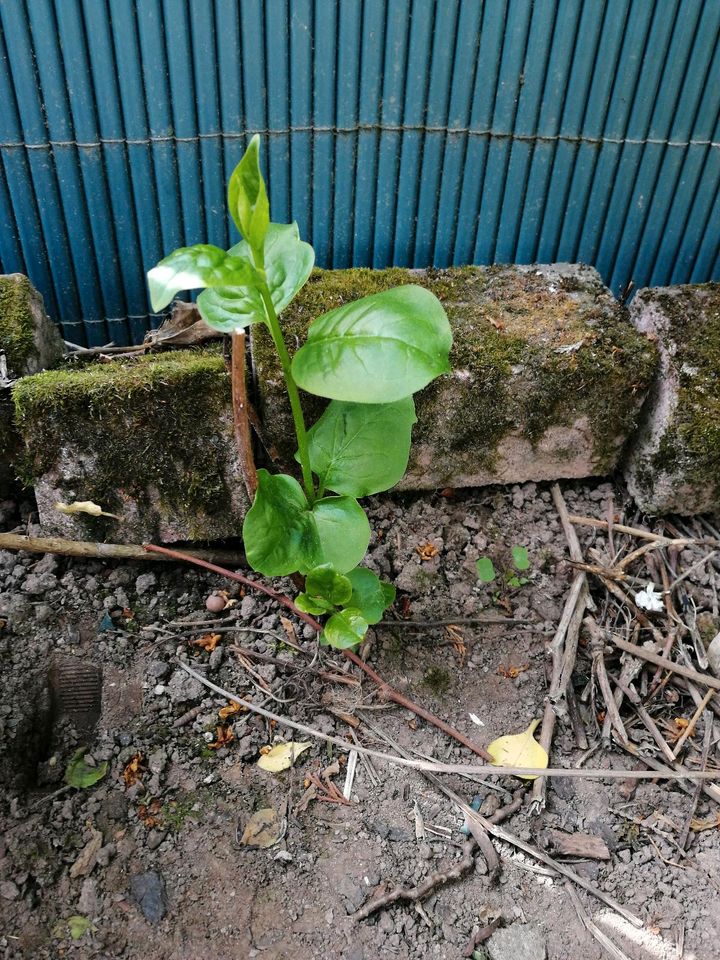 Pflanze Flieder Edel Syringa vulgaris Ableger Setzling helllila in Worms