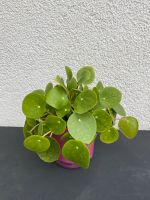 Pilea peperomioides - Glückstaler Niedersachsen - Bad Gandersheim Vorschau