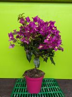 Drillingsblume Bougainvillea sanderiana Mini-Hochstamm 40-60cm Nordrhein-Westfalen - Nordkirchen Vorschau