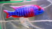 Sciaenochromis Purpel Red neue Zuchtlinie !!! Baden-Württemberg - Kohlberg Vorschau