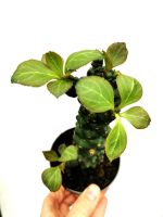 Euphorbie Euphorbia Monadenium ritchiei Spuckpalme Sachsen - Pulsnitz Vorschau