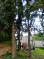 Tannenbäumen zu verschenken Niedersachsen - Hemmoor Vorschau