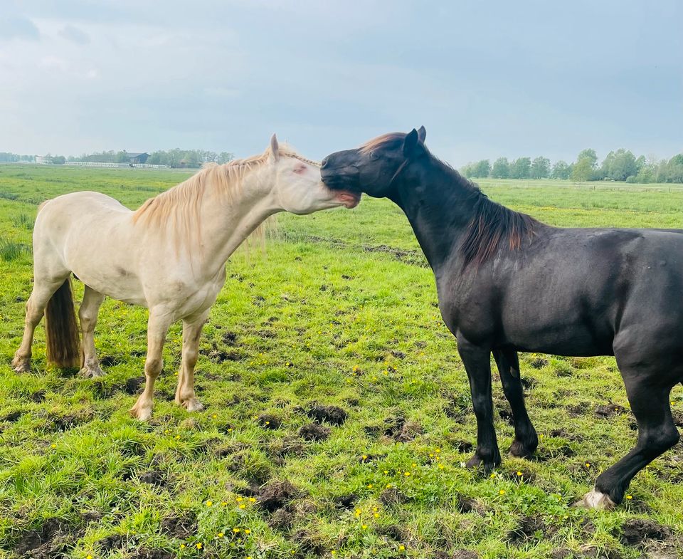 Perlino Welsh D Cob Deckhengst sucht Pflegebeteiligung!⭐️ in Itzehoe