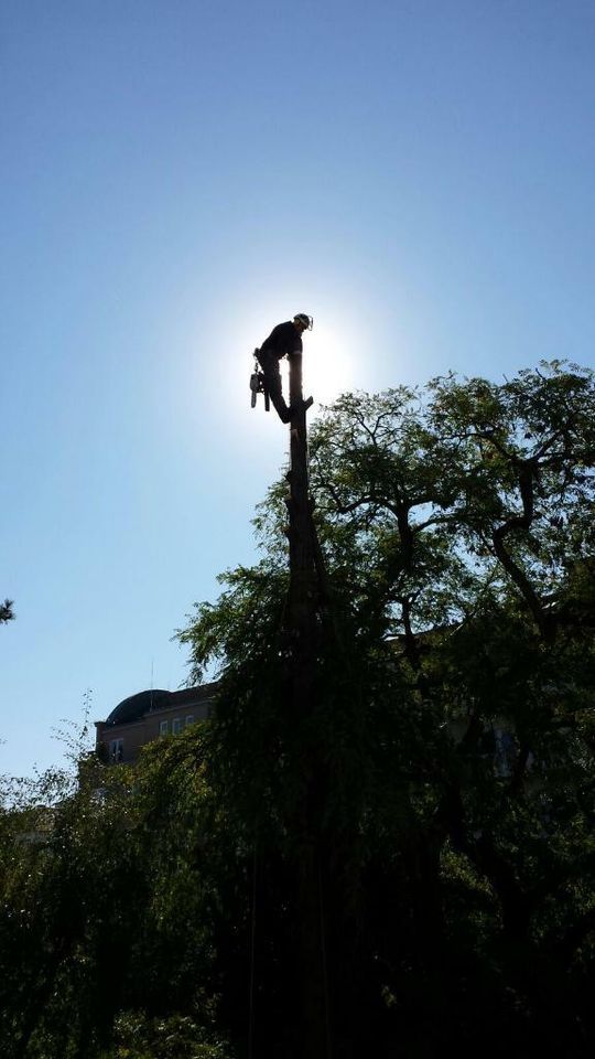 Gartenpflege Anlagenpflege Baumfällungen in Düsseldorf