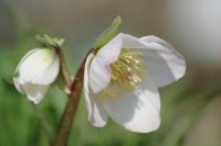 10er Set weiße Christrose Hellborus Schneerose Staude wintergrün Nordrhein-Westfalen - Bünde Vorschau