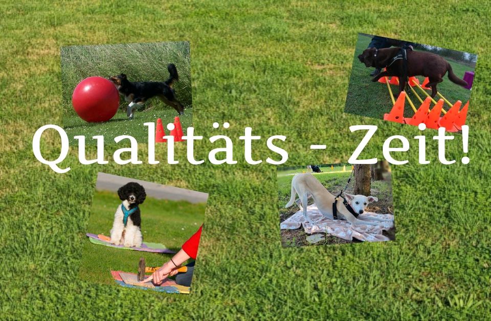 Hundesport Beschäftigung in Wolfenbüttel