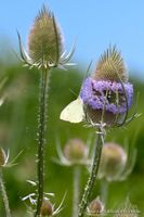 15 Samen Wilde Karde, Distel Insekten Schmetterlinge Garten Bayern - Baldham Vorschau