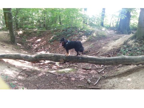 Der Hunde Coach... ...damit der Hund Sie wieder versteht. in Salzgitter