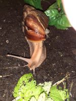 Achatina afrikanische Riesenschnecke Achatschnecken Schnecke Pfle Bayern - Bad Neustadt a.d. Saale Vorschau