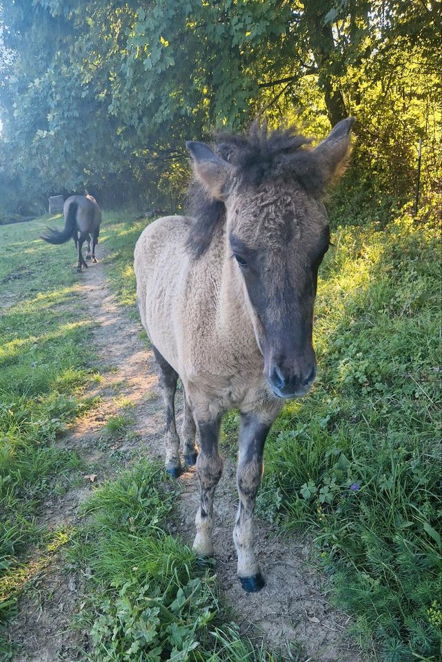 Islandpferde Hengstjährling in Saarbrücken