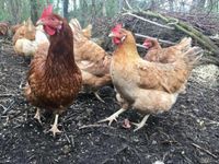 Hühner suchen Zuhause auf Lebenszeit ❤️ Nordrhein-Westfalen - Heinsberg Vorschau