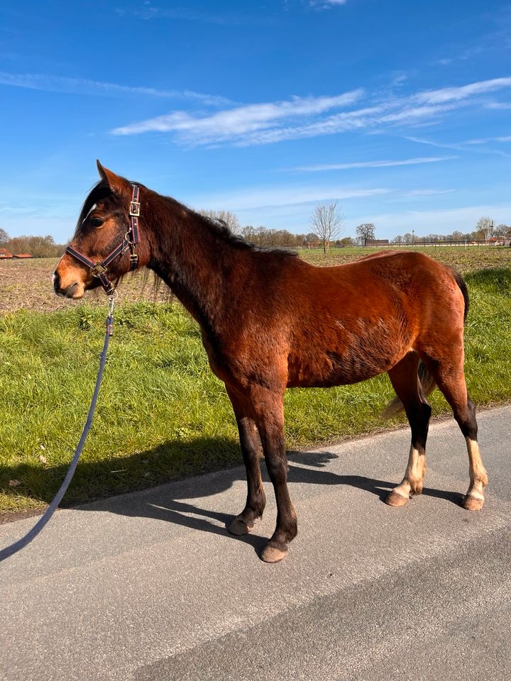 Deutsches Reitpony Stute in Rieste