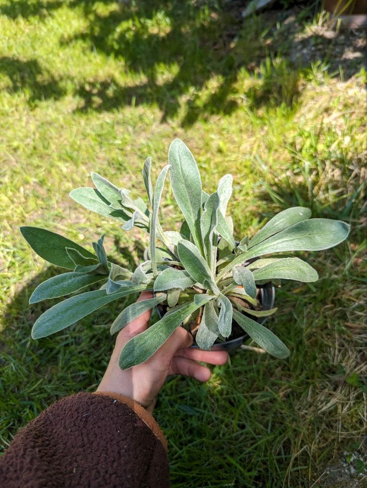 Glockenblume, Goldrute, Akelei und Mutterkraut kurz vor der Blüte in Wolfsburg