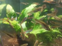 Endler Guppies Baden-Württemberg - Bietigheim-Bissingen Vorschau