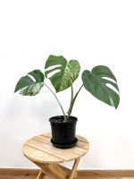 Monstera Variegata - ganze Pflanze mit 3 Blättern Hannover - Vahrenwald-List Vorschau