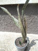 Sansevieria kirkii Coppertone 1-teilige Pflanze mit Ausläufer Baden-Württemberg - Rheinstetten Vorschau
