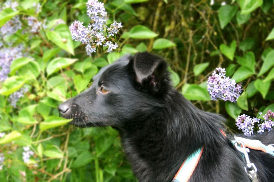 Gino - kleiner Hund sucht großes Herz in Salzwedel