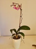 Orchidee Phalaenopsis 60cm mit Übertopf lila Berlin - Lichtenberg Vorschau