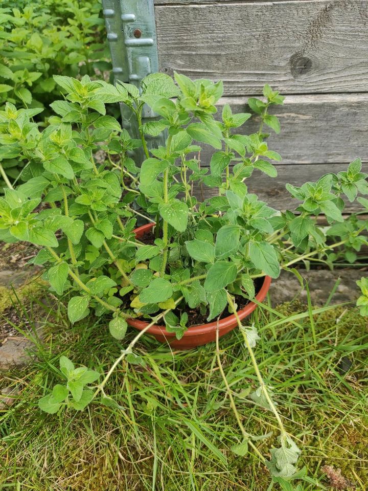 Oregano Pflanze mit Schale in Dresden