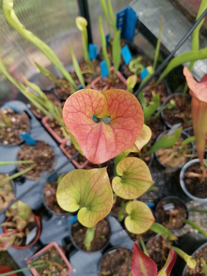 Sarracenia flava var atropurpurea - fleischfressende Pflanze in Dresden