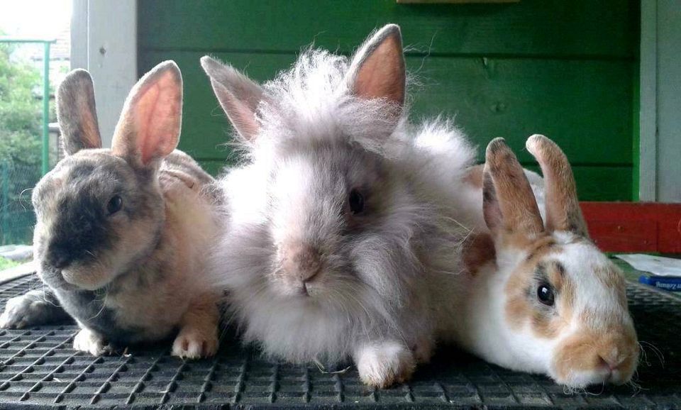 Kaninchen Zwergkaninchen Farbenzwerg Löwenköpfchen Zwergrex in Langerwehe