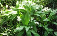 100 Bärlauch Waldknoblauch Samen Allium ursinum samenfest Bio Nordrhein-Westfalen - Viersen Vorschau