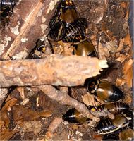 Lucihormetica Verrucosa / Leuchtschaben Baden-Württemberg - Eigeltingen Vorschau