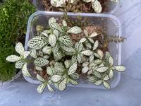 Fittonia albivenis Ableger Zimmerpflanze Terrarienpflanze Nordrhein-Westfalen - Vlotho Vorschau