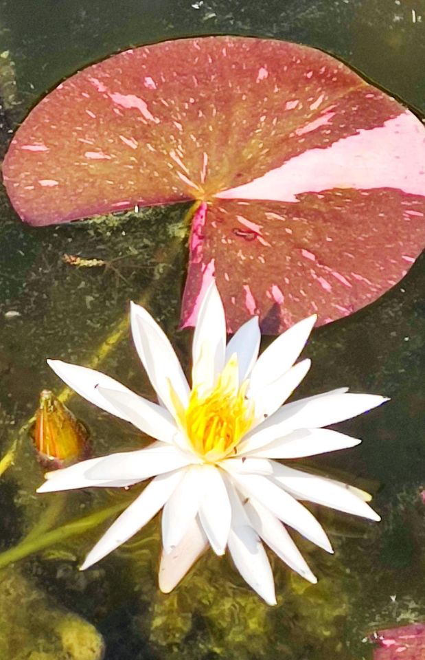 Seerose, Nymphaea Arc-en-Ciel in Norden