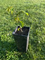 Haselnuss Baum jung Baumhasel Gemeine Hasel Bayern - Amberg Vorschau