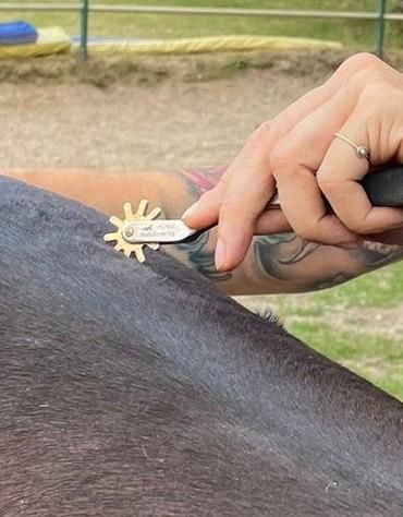 Ganzheitliche Therapie für Pferde Osteopathie und Physiotherapie in Buchholz in der Nordheide