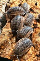 Porcellio spatulatus "coros" Asseln Baden-Württemberg - Bötzingen Vorschau