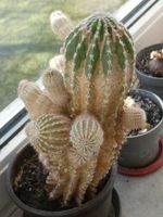 Kaktus Echinopsis decaisneana K-Wh. Senzig Königs Wusterhausen Königs Wusterhausen - Senzig Vorschau