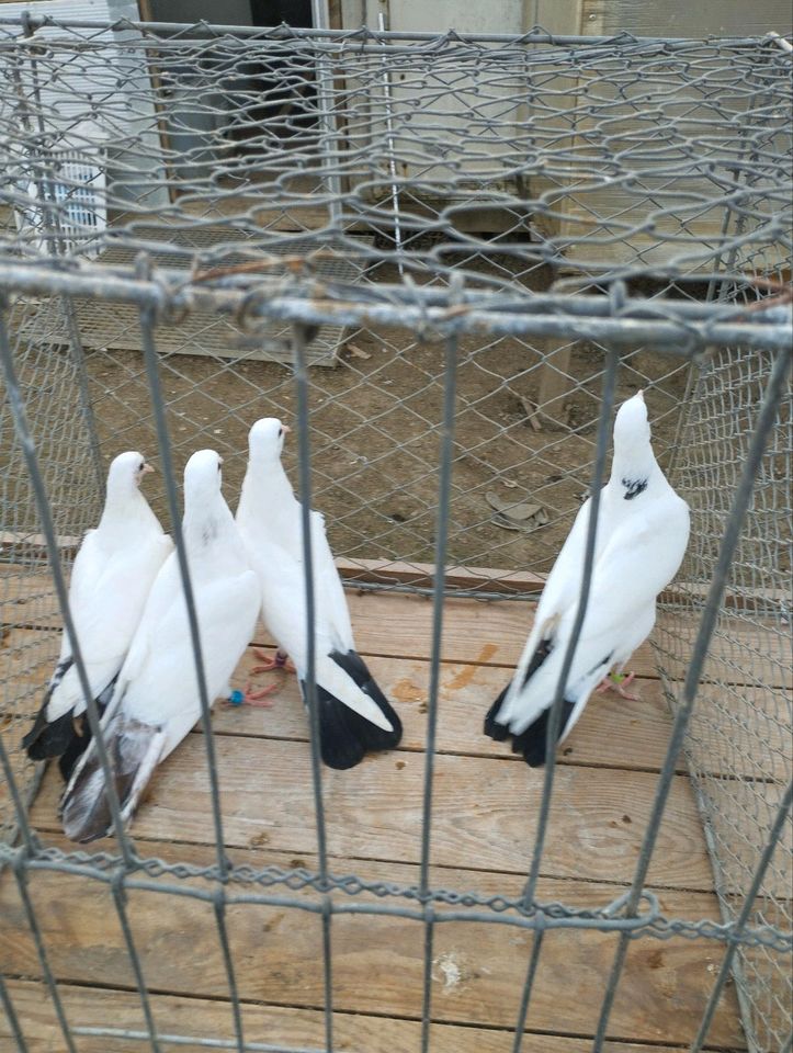 Verkaufe ALLE meine Tauben in Trossingen