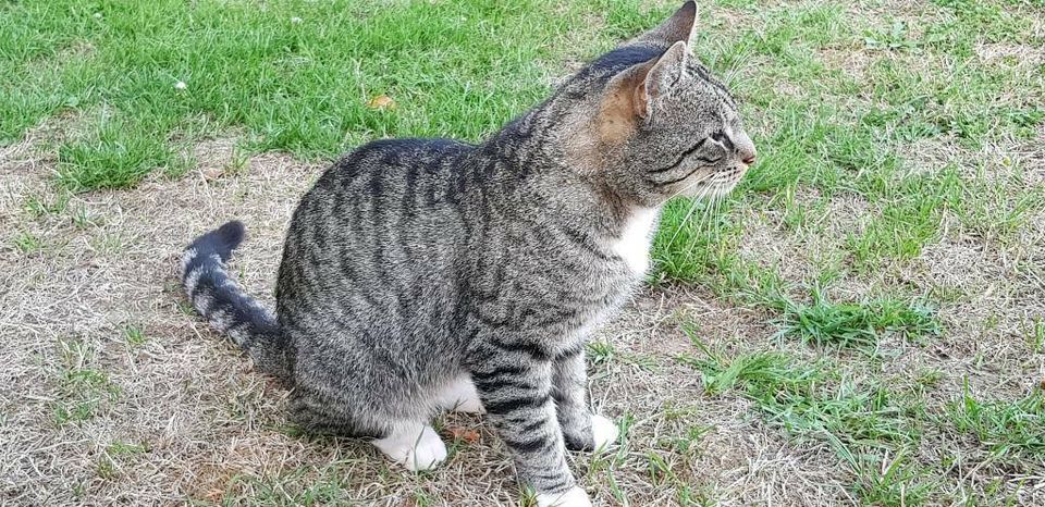 Katze ( Kater ) entlaufen 03.09.18 Titz Rödingen in Aldenhoven