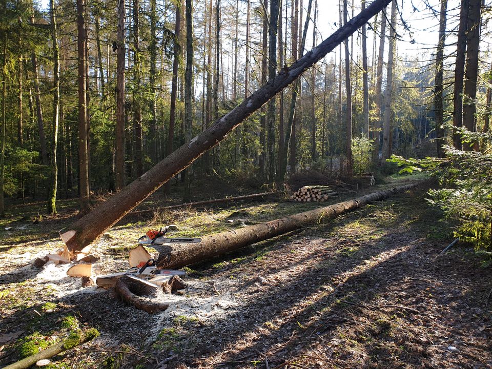 Regionales Nachhaltiges Brennholz Kaminholz Feuerholz in Neustadt b.Coburg