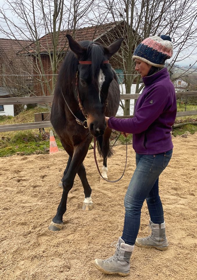 Pferdephysiotherapie Pferde gesund reiten  Physiotherapie Pferd in Regen