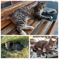 Katze/ Kater-Morle entlaufen Niedersachsen - Voltlage Vorschau