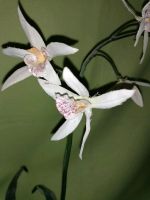 Künstliche Orchidee im Keramikübertopf Niedersachsen - Wilhelmshaven Vorschau